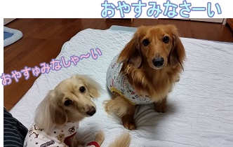 おやすみなさーい
