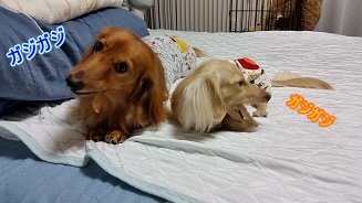 お馬さんカミカミ