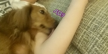 ペロッ