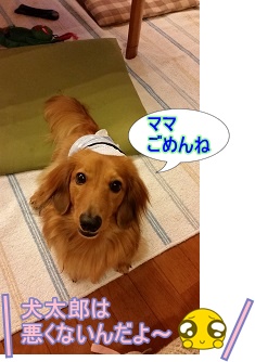 ママごめんね