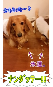 氷もらったよ