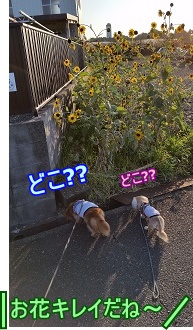 お花
