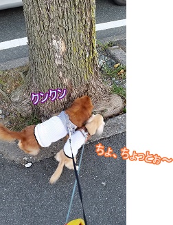 クンクン