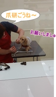 爪とぎ