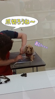 爪切り
