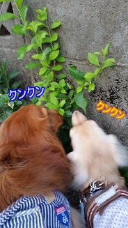 クンクン
