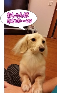 おしゃんぽないの?