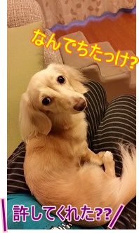なんでちたっけ?