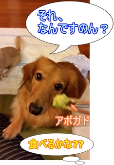 アボガド