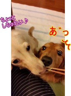 ちょっとしちゅれい