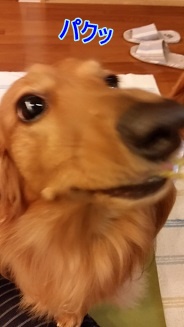 パクッ