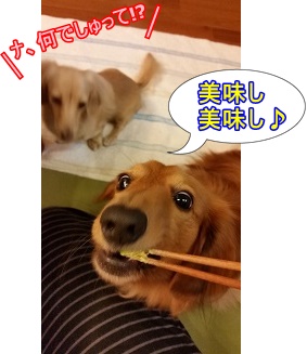 何でしゅって~!!