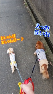 お散歩