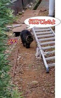 ニャンコ