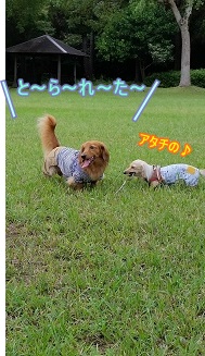 棒取り合戦