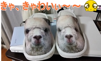 アルパカ