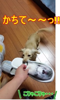 かちてっ
