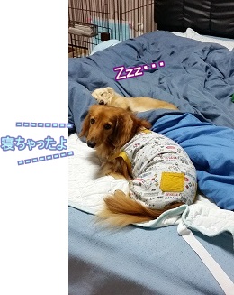 寝ちゃった