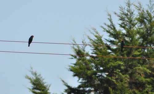 55 DSC_0124