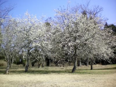 009_convert_20130311184741.jpg