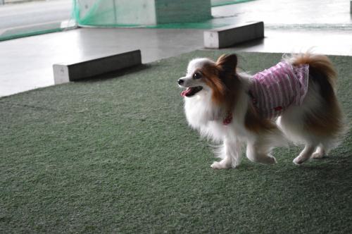 085_convert_20130722200421.jpg