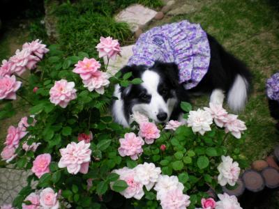 112_convert_20130510180952.jpg