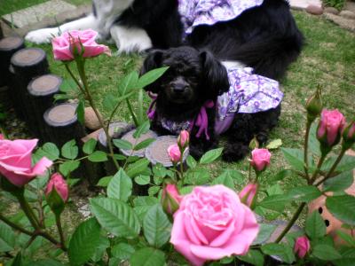 114_convert_20130510181038.jpg