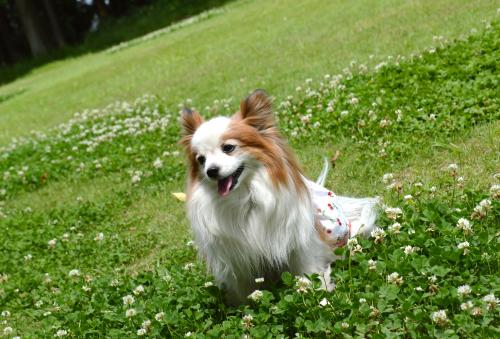 116_convert_20130527231055.jpg