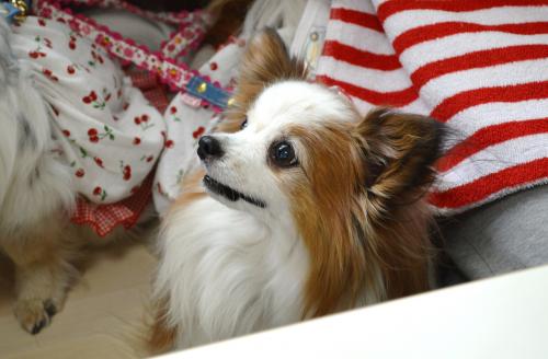 161_convert_20130528093557.jpg