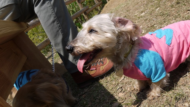 P1000738 のコピー