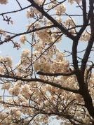 お花見201301