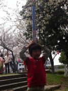 お花見201303