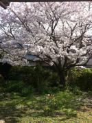 お庭の桜20130228