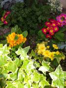 寄せ植え201304