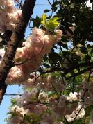 桜20130412