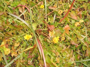 2013-12-01-016.jpg