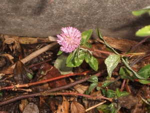 2013-12-01-024.jpg