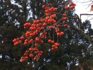 2013-12-01-025.jpg