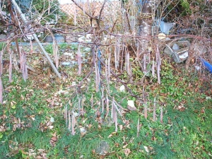 2013-12-01-033.jpg