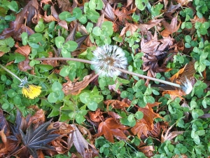 2013-12-01-036.jpg