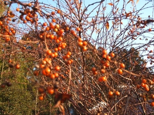 2013-12-01-055.jpg