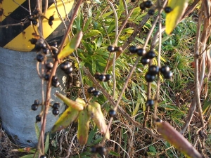 2013-12-01-056.jpg