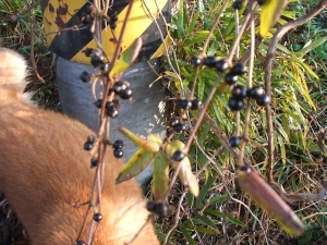 2013-12-01-057.jpg