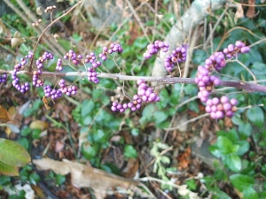 2013-12-01-060.jpg