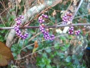 2013-12-01-061.jpg