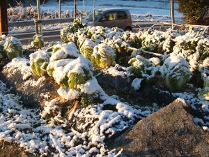 2013-12-08-011.jpg