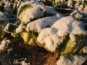 2013-12-08-012.jpg