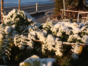 2013-12-08-013.jpg