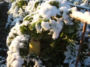 2013-12-08-015.jpg