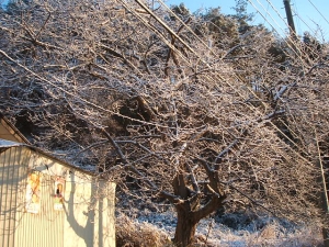 2013-12-08-019.jpg